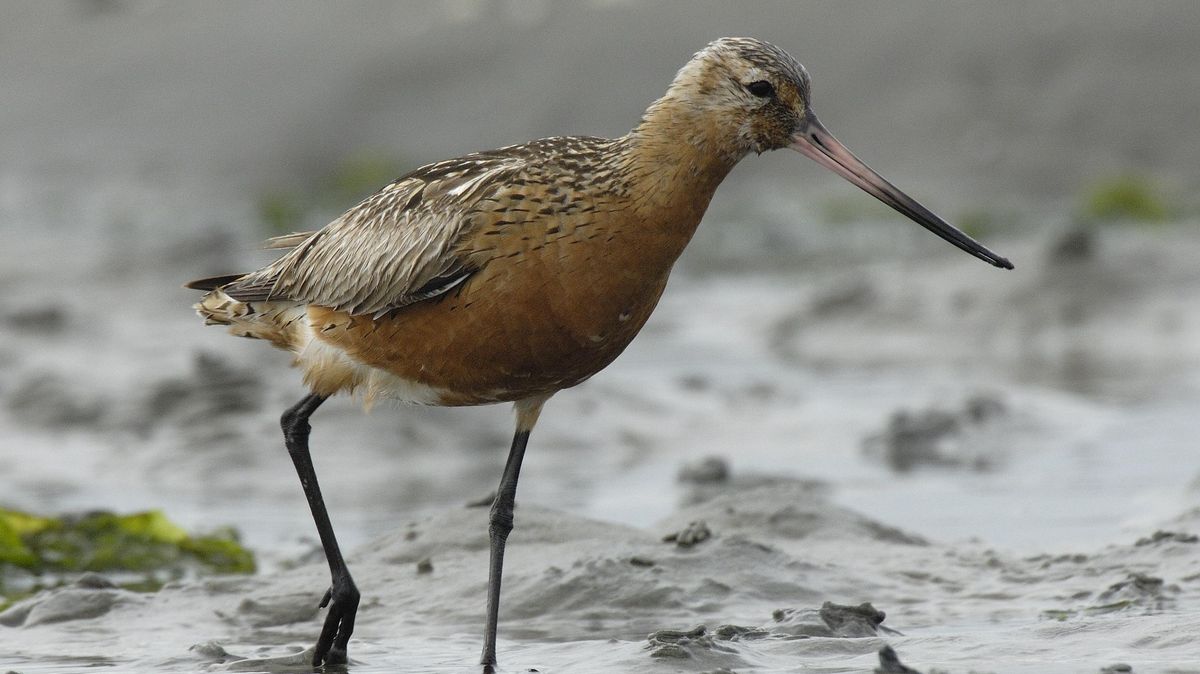 Bei der im Wattenmeer vorkommenden Pfuhlschnepfe sind Veränderungen bereits signifikant. Foto: Tom Dove