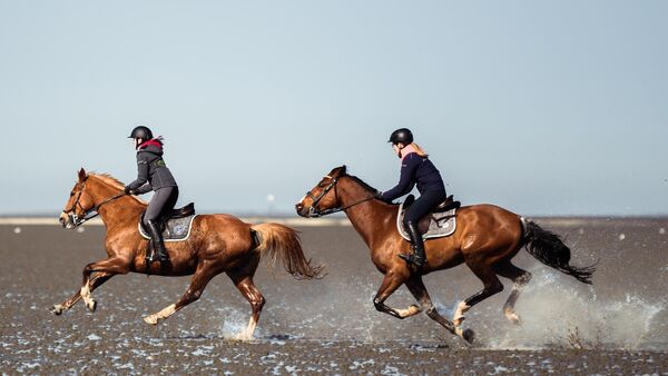 Nach Drama um Pferd in Cuxhaven: Die Tücken des Watts für Reiter und Tiere