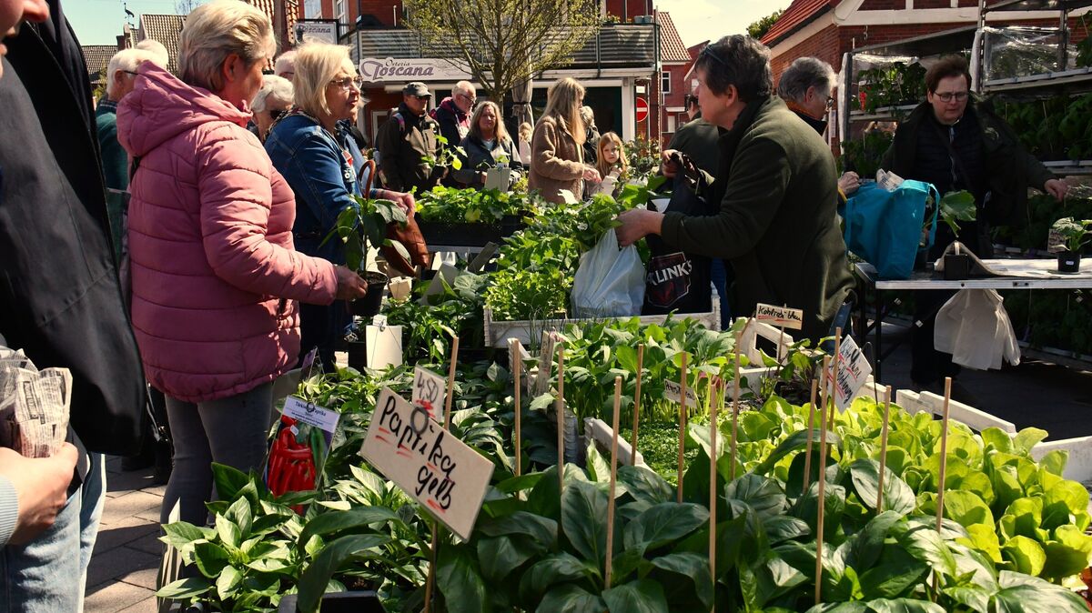 Bauernmarkt in Otterndorf: Pflanzen dürfen da natürlich nicht fehlen. Foto: Schröder