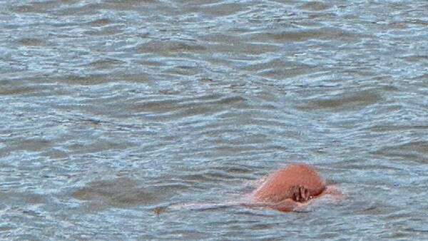 Polizei rückt in den Kaiserhafen in Bremerhaven aus: Sexpuppe treibt im Wasser