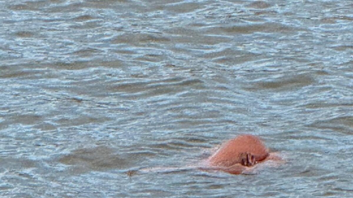 Im Kaiserhafen treibt eine vermeintliche Leiche. Deshalb rückte sogar die Wasserschutzpolizei an, aber das wäre nicht nötig gewesen. Foto: Polizei Bremen