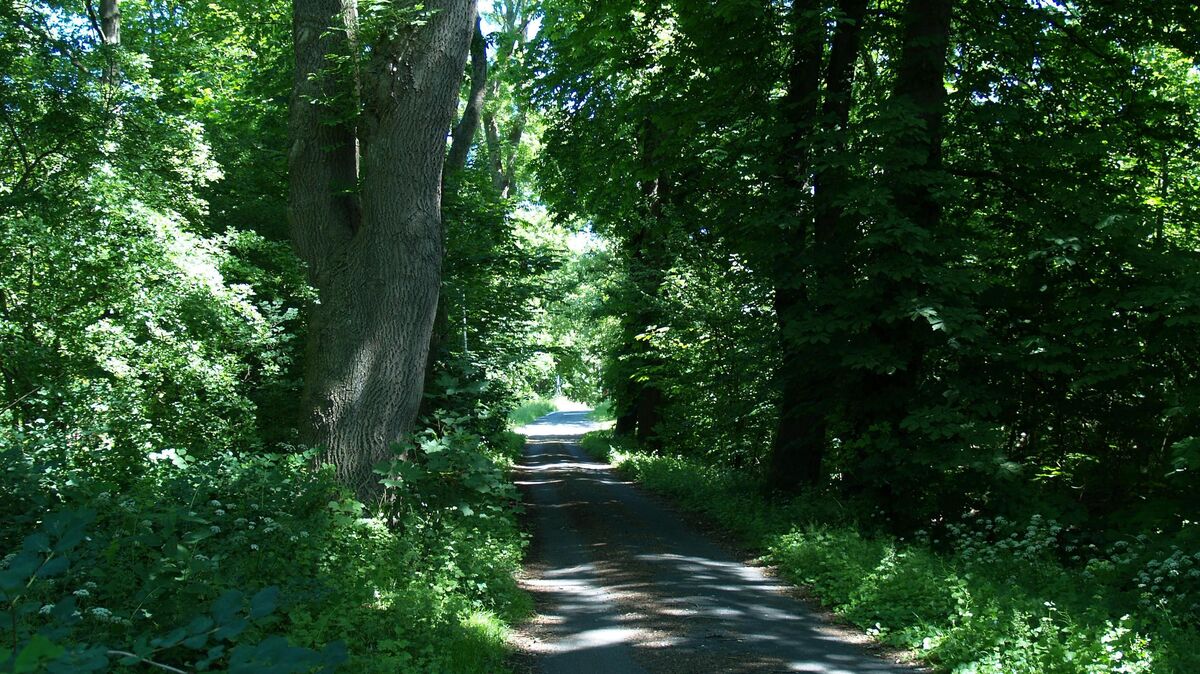 Die Grodener Deichstraße ist inzwischen ein zugewucherter Weg über stillgelegte Bahngleisen. Foto: Bohlmann-Drammeh