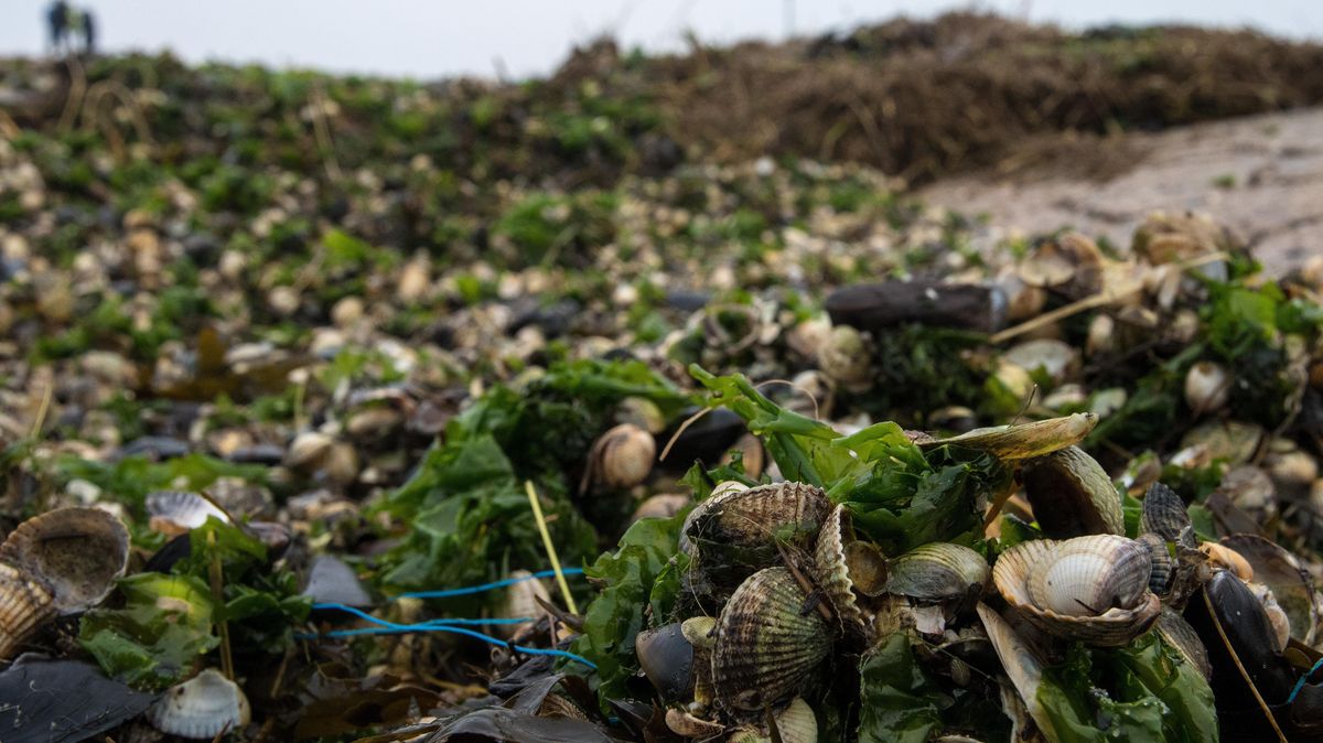 Herzmuscheln, vermengt mit Algen und Seetang, liegen am Strand. Symbolfoto: Ingo Wagner/dpa