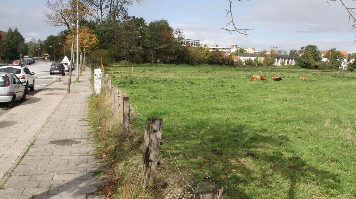 Noch ist das Gelände am Döser Feldweg eine grüne Wiese. Aber vielleicht rücken hier schon im kommenden Jahr die Bagger an, um die neue „Schule am Meer“, Cuxhavens Förderschule für geistige Entwicklung, zu bauen. Foto: Reese-Winne