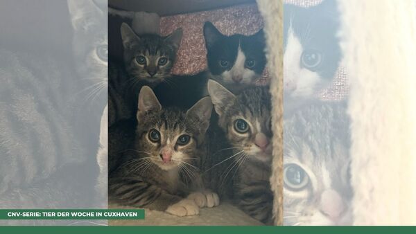 Tier der Woche in Cuxhaven: Vier junge Katzen brauchen Liebe und Zuwendung