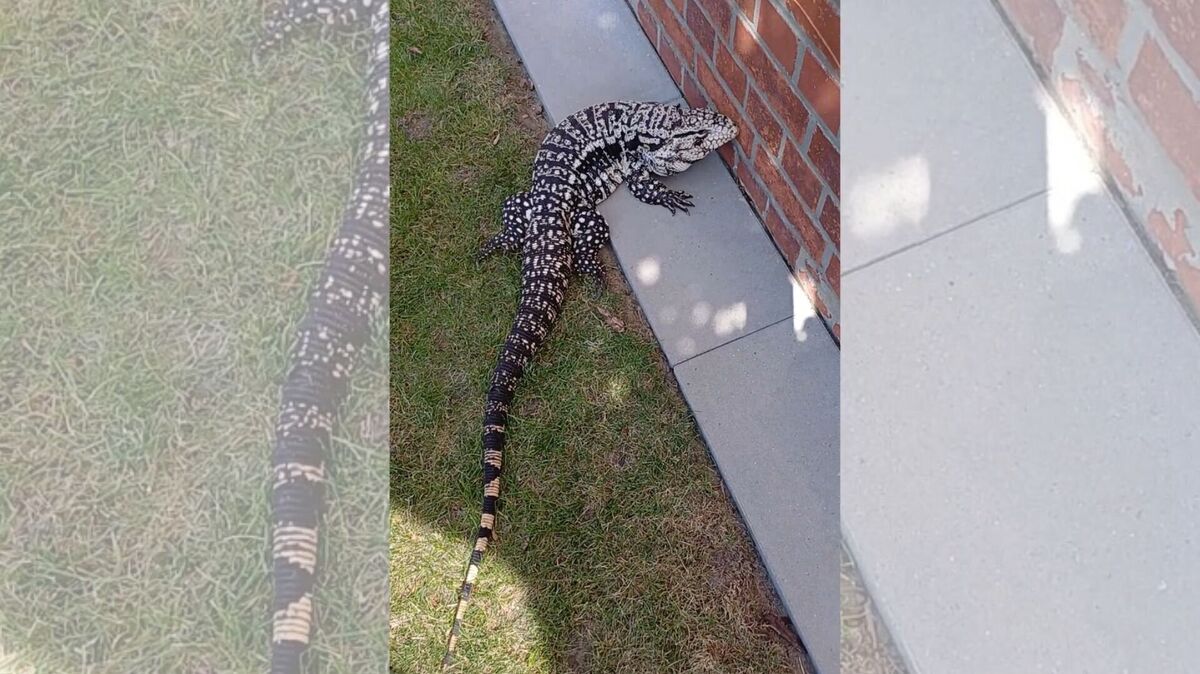 Mehrere Anrufe gingen bei der Polizei Cuxhaven ein, weil angeblich ein Krokodil gesichtet worden ist. Der Teju ist einem Anwohner entlaufen. Foto: Polizei Cuxhaven