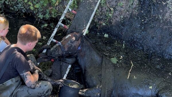 Die Feuerwehr Otterndorf rettet ein Pferd aus einem tiefen Schlammgraben