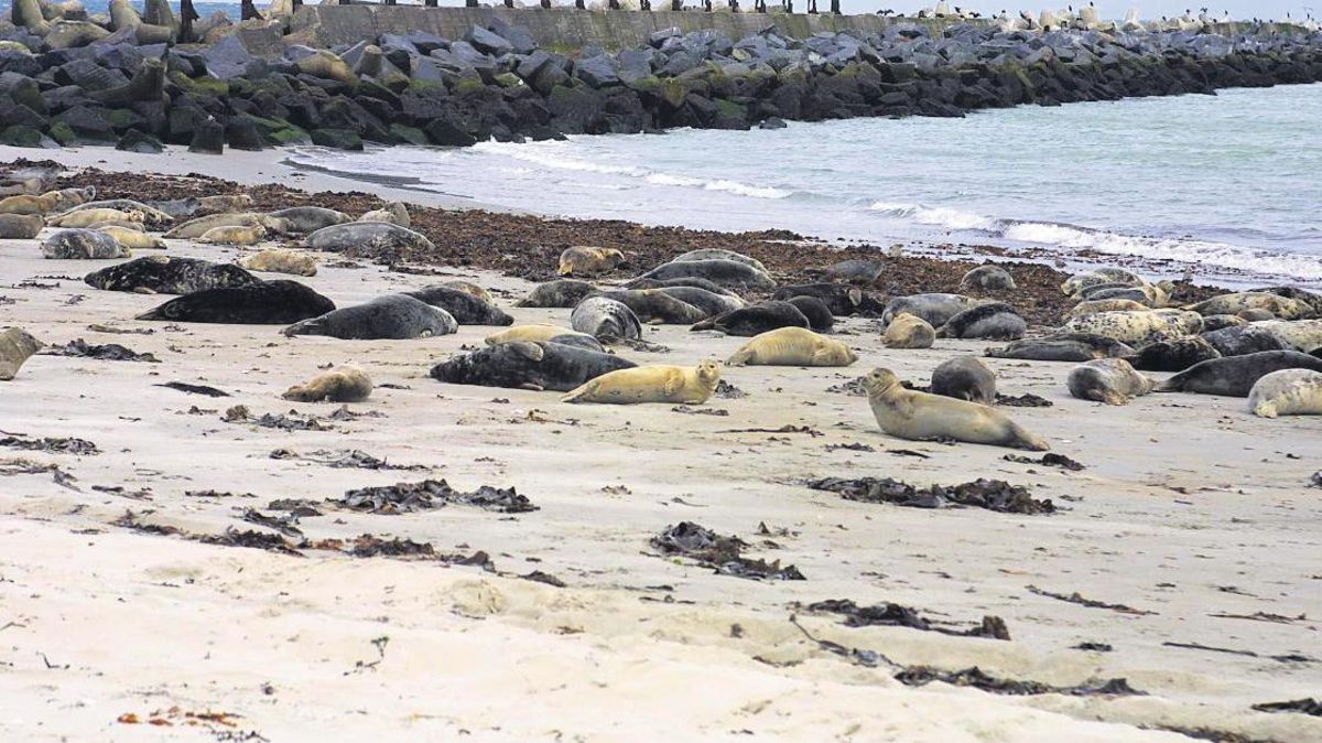 Die Kegelrobben-Population im Wattenmeer wächst. Archivfoto: Witthohn