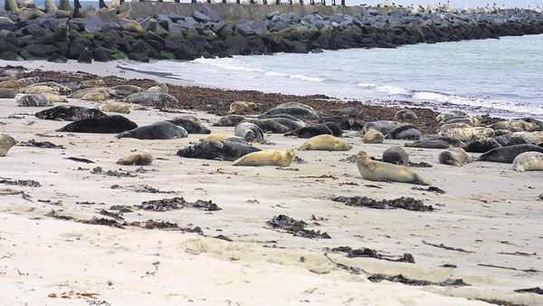 Population wächst: Mehr Kegelrobben im Wattenmeer