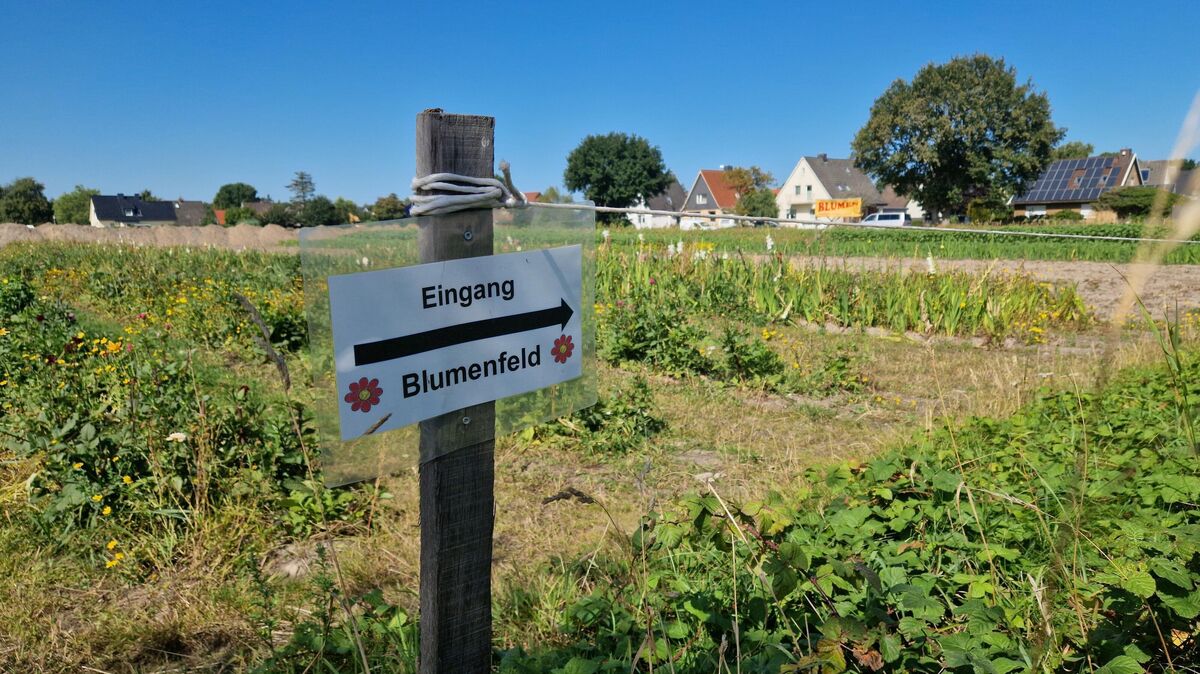 Noch liegt das Feld brach: Der Acker westlich der Spanger Straße soll schon bald als Wohngebiet Blumenkamp erschlossen werden. Bauausschuss und Ortsrat Sahlenburg haben den Weg dafür jetzt einstimmig freigemacht. Foto: Larschow