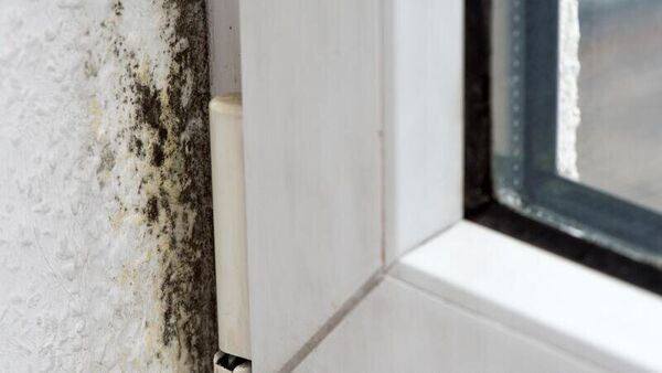 Schimmel im Haus: Häufige Irrtümer und wie Sie ihn richtig entfernen