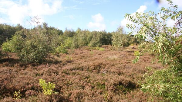 Sonst wäre Duhnens Heide verloren: Wie Mensch & Maschine um Cuxhavens Natur kämpfen