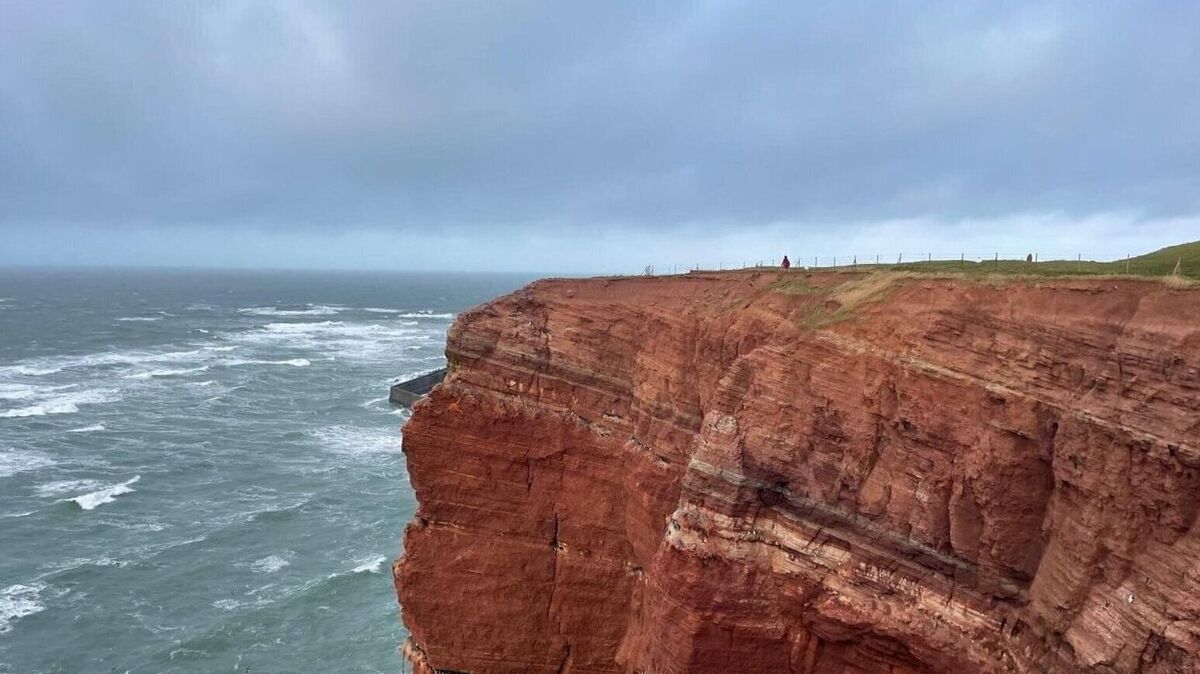 Trottellummen trotzen dem Sturm: Seevögel an den Lummenfelsen auf Helgoland. Foto: Kramp