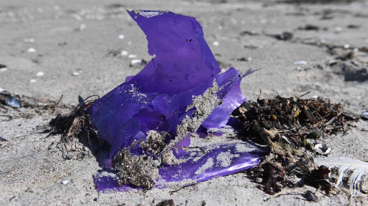 Immer wieder landet Plastik im Meer. Foto: Sauer