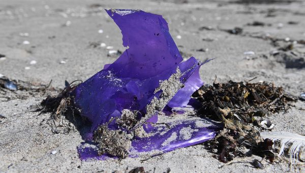 Weil weniger Plastik einfach Meer ist