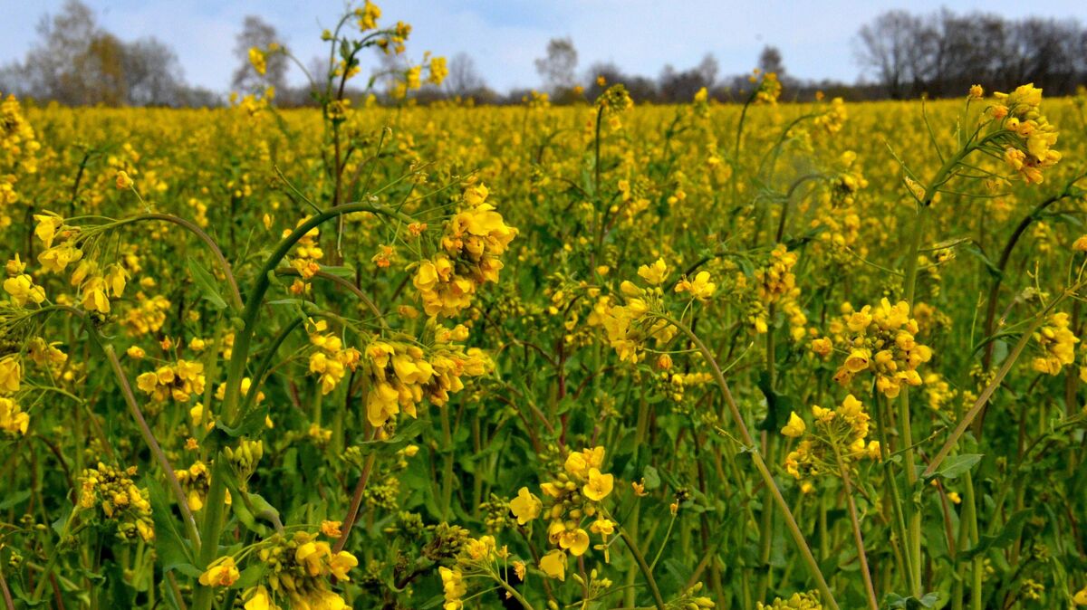 Der Rapsanbau nimmt auch in der Landwirtschaft des Cuxlandes eine wichtige Rolle ein. Foto: Schröder