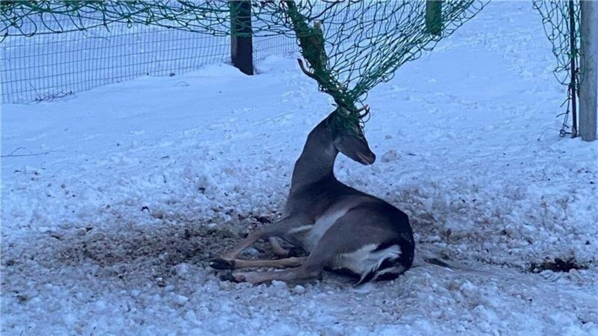 Ohne menschliche Hilfe hat der Hirsch keine Chance, sich aus dem Tornetz zu befreien. Foto: Ulf Ahrens