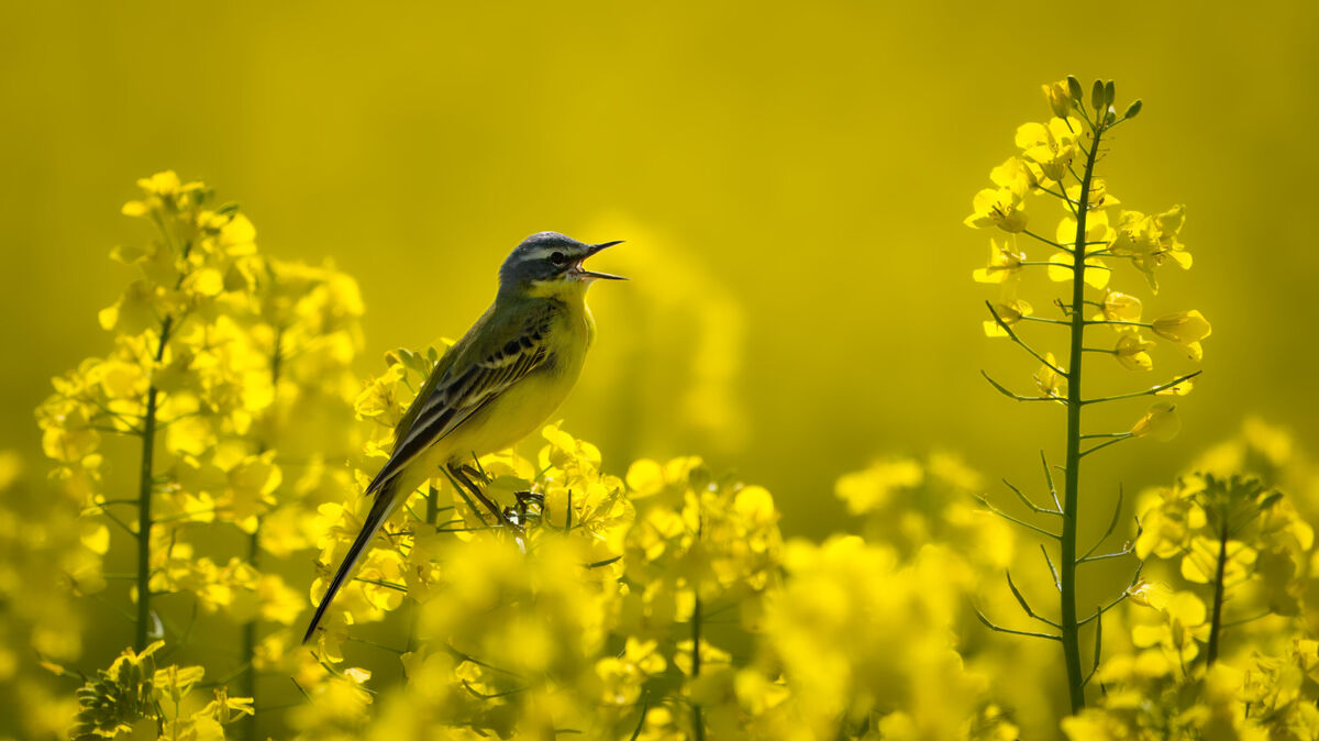 Da reißt jemand ganz schön den Schnabel auf: Die Schafstelze weiß, wie man sich Gehör verschafft. Foto: Walter Zehm