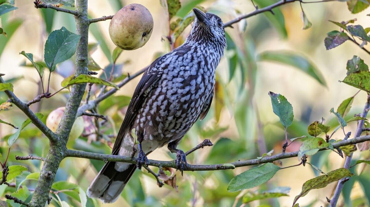 Augen auf: Tannenhäher sind derzeit auch in Cuxhaven zu beobachten. Foto: Hartmann