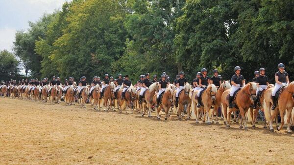 Haflinger-Weltrekord in Aachen: Fünf Pferde aus dem Kreis Cuxhaven dabei