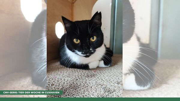 Tier der Woche in Cuxhaven: Warum Katze Sissi die perfekte Begleiterin ist