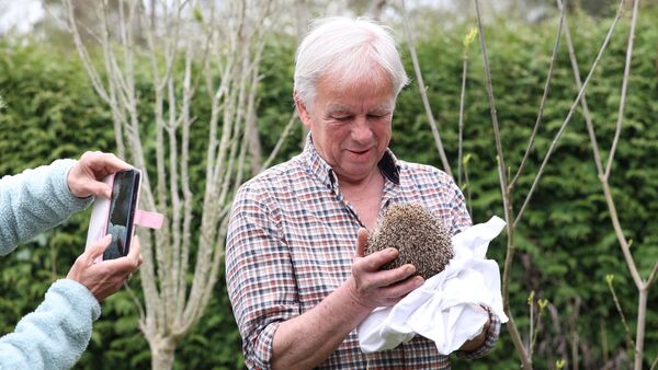 Igel-Auswilderung in Cuxhaven: Mehrere Tiere finden neues Zuhause in Kleingärten