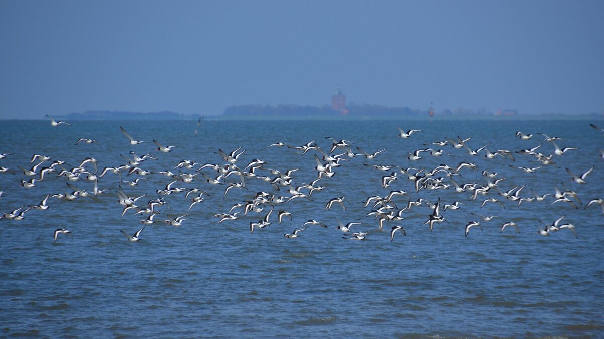 Rushhour über dem Wattenmeer: Millionen Zugvögel legen im Herbst an unserer Küste eine Rast ein, bevor sie gen Süden weiterziehen. Die Zugvogeltage machen das Schauspiel vom 10. bis 18. Oktober erlebbar. Foto: WattBz/Rauhut