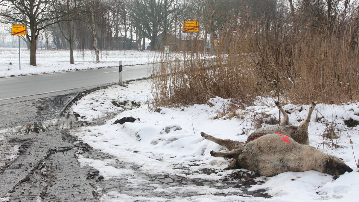 Diese beiden toten Schafe an der Hauptstraße in Mittelstenahe wurden am frühen Dienstagmorgen als Erstes entdeckt. Foto: Kramp