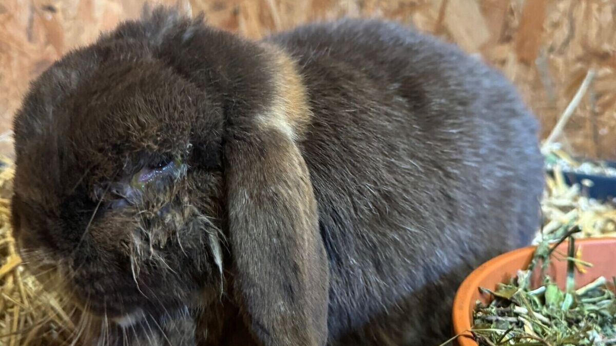 Zwergwidder Tayo, fünf Jahre alt, leidet an einer chronischen Augenentzündung. Er benötigt dringend Medikamente. Foto: Hansen