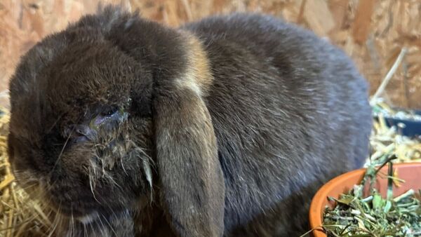 Nächtlicher Tier-Krimi in Lamstedt: Unbekannte stehlen fünf kranke Kaninchen