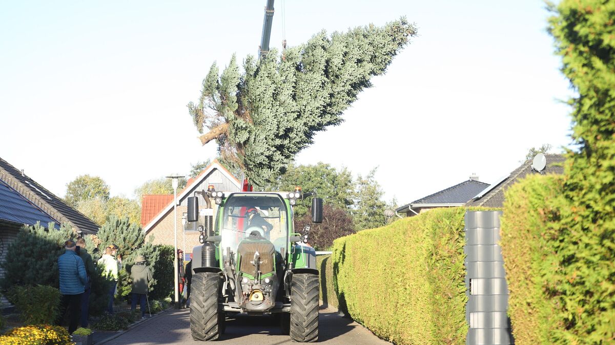 Zwölf Meter hoch und 1,6 Tonnen schwer ist der Baum geworden, der nun als Weihnachtsgruß in die isländische Partnerstadt Hafnarfjörður reist.. Foto: Larschow