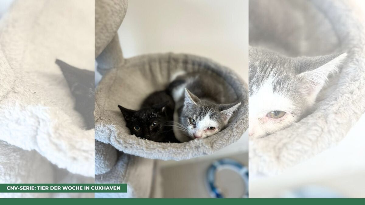 Fly und Gigitan suchen ein neues Zuhause. Foto: Tierheim