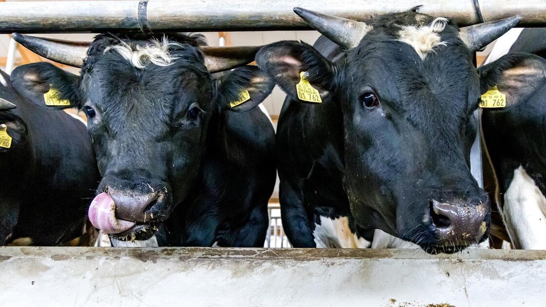 Complex rescue in the Cuxhaven district: Nine cattle fall into manure pit