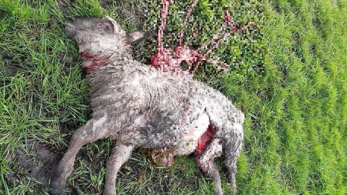 Bei einem Lamm riss der Wolf den Bauch auf. Foto: privat