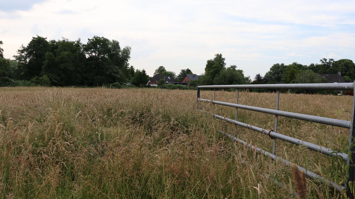 Noch wächst das Gras meterhoch auf der rund 14 000 Quadratmeter großen Fläche an der Bremerhavener Straße (Landesstraße 118). In einem Jahr sollen hier die ersten Häuser des Baugebiets Heringskoop stehen. Foto: Mangels
