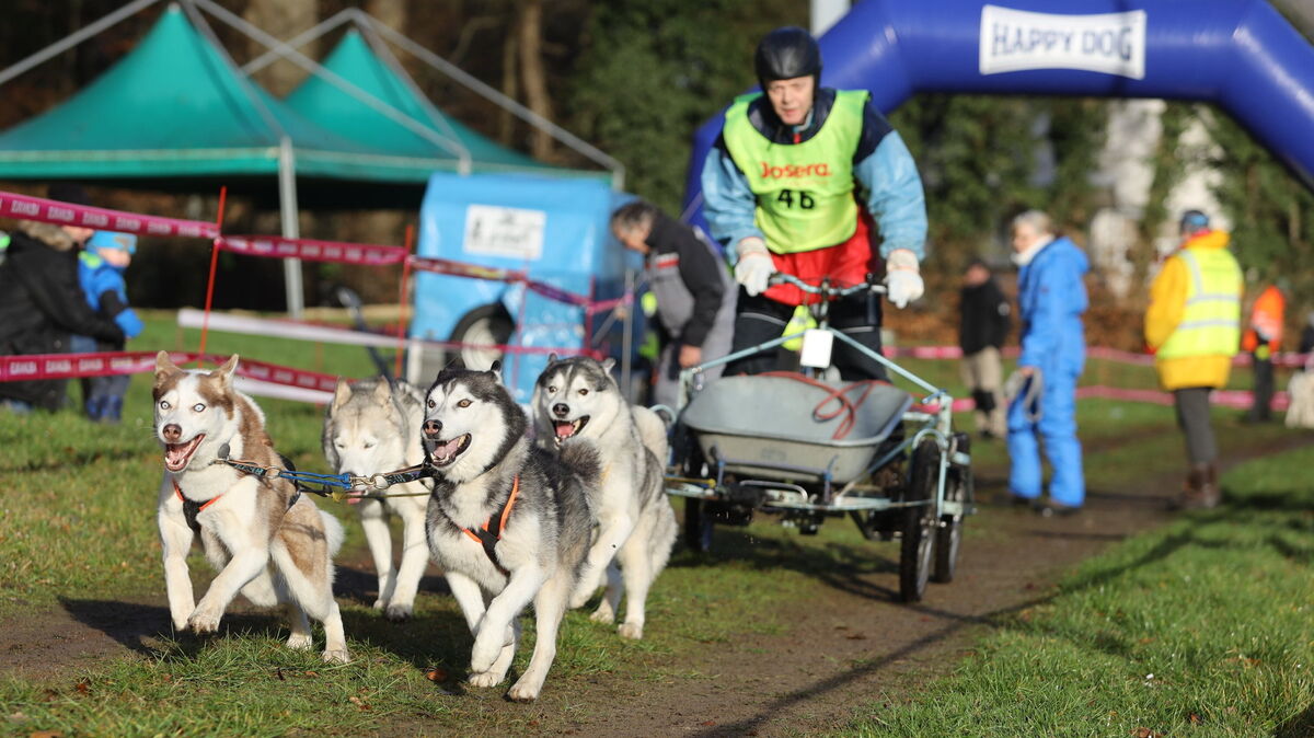 Das Schlittenhunderennen in der Wingst musste verschoben werden. Ein Nachholtermin steht schon fest. Foto: Unruh