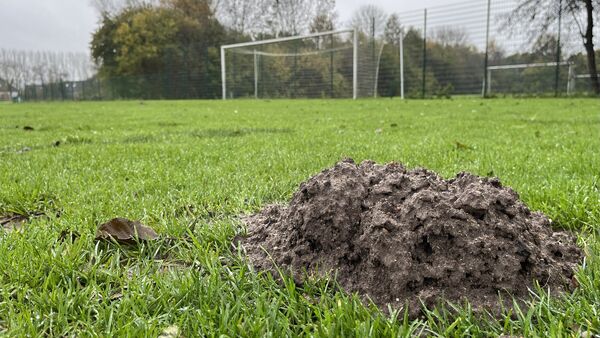 Maulwurf-Chaos in Cuxhaven: Ausnahmegenehmigung als Rettung?