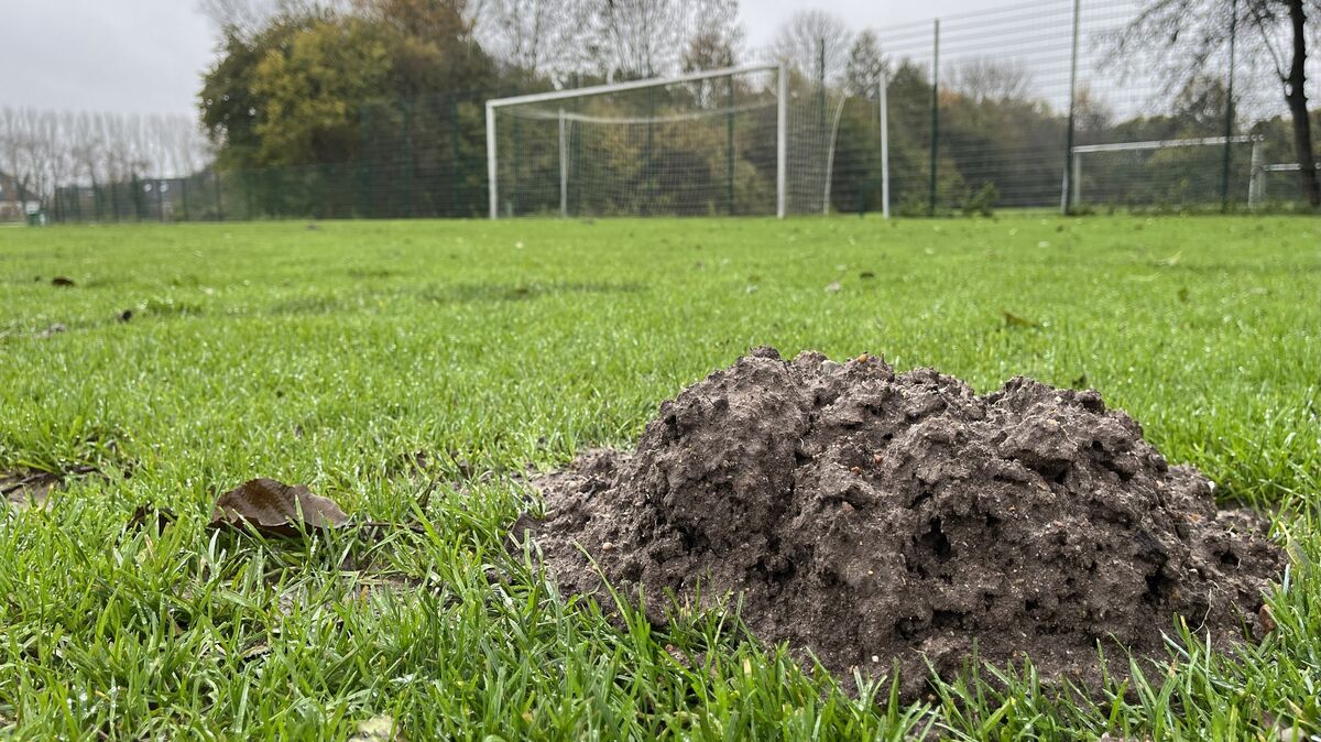 Der Sportplatz in Altenbruch ist am stärksten betroffen: Unzählige Maulwurfshügel zieren die Rasenfläche. Ein normaler Spiel- und Trainingsbetrieb ist seit Wochen kaum möglich. Foto: Unruh