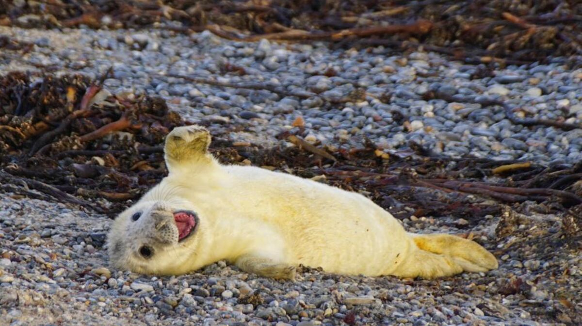 Die Kegelrobbe gilt als größtes Raubtier Deutschlands und fühlt sich auf Helgoland richtig wohl. Das zeigt der neue Geburtenrekord. Foto: Marika Richters