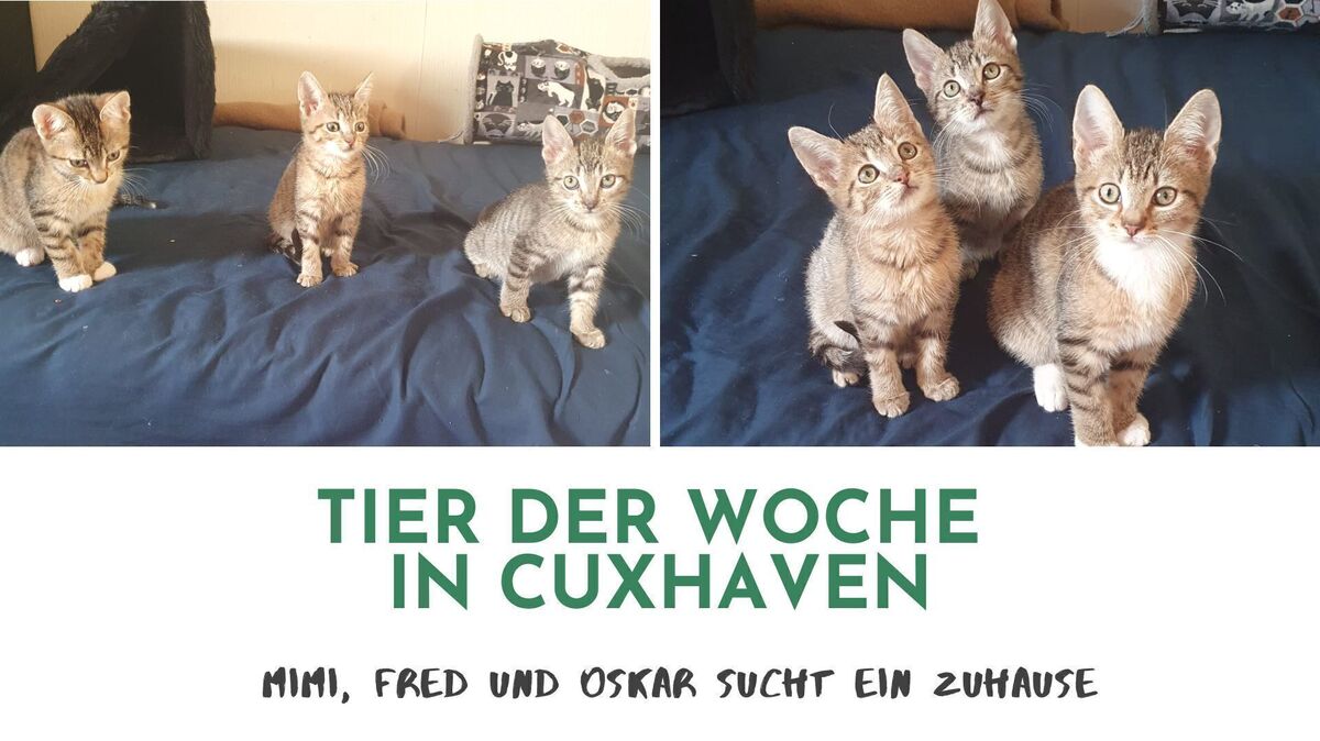 Mimi (l.), Fred (M.) und Oskar. Foto: Tierheim Cuxhaven