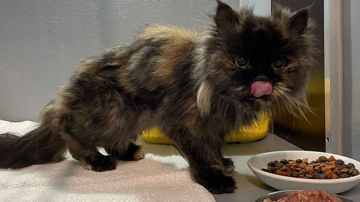 Nach der Ankunft im Tierheim konnte die Katze gar nicht richtig fressen. Foto: Tierheim
