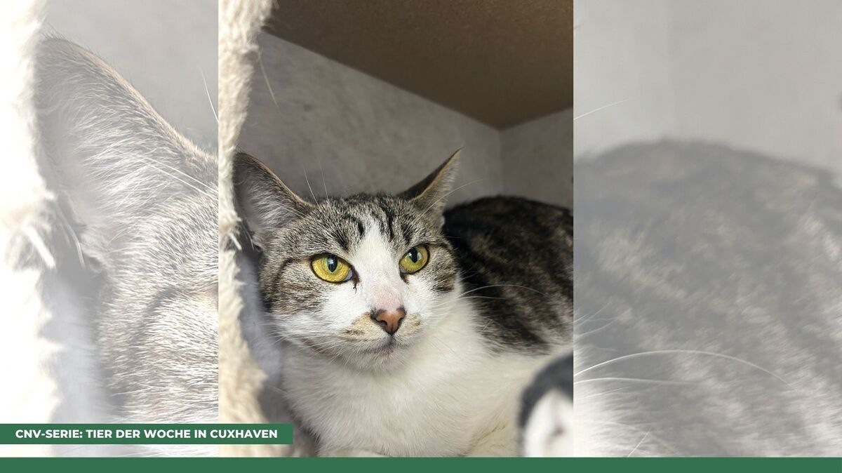 Mutter Carina möchte gerne allein leben. Foto: Tierheim Cuxhaven