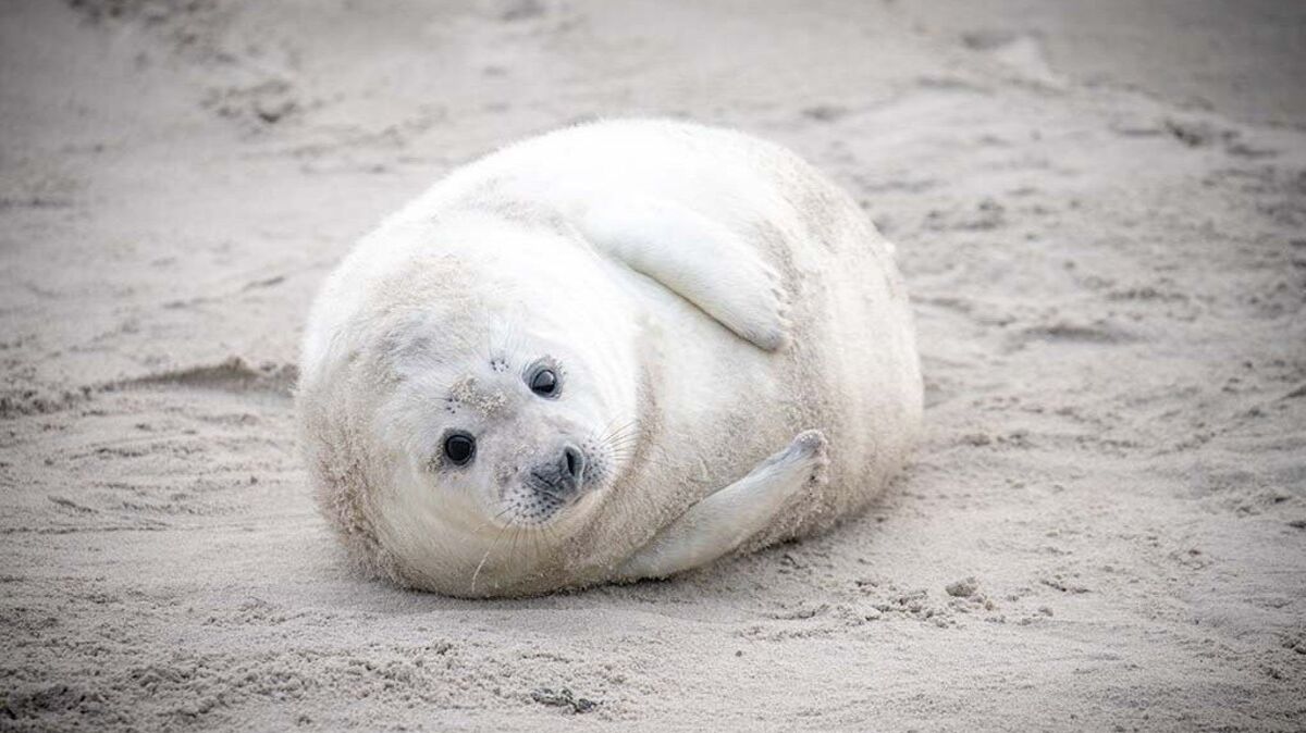 Die Zahl der Kegelrobben im Wattenmeer und auf Helgoland nimmt weiter zu. Foto: Patrick Roddelkopf