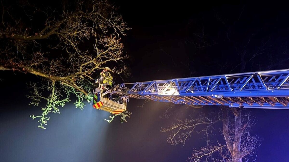 Mit der Drehleiter erreicht die Feuerwehr die Katze in 15 Metern Höhe. Foto: Feuerwehr Stadt Geestland