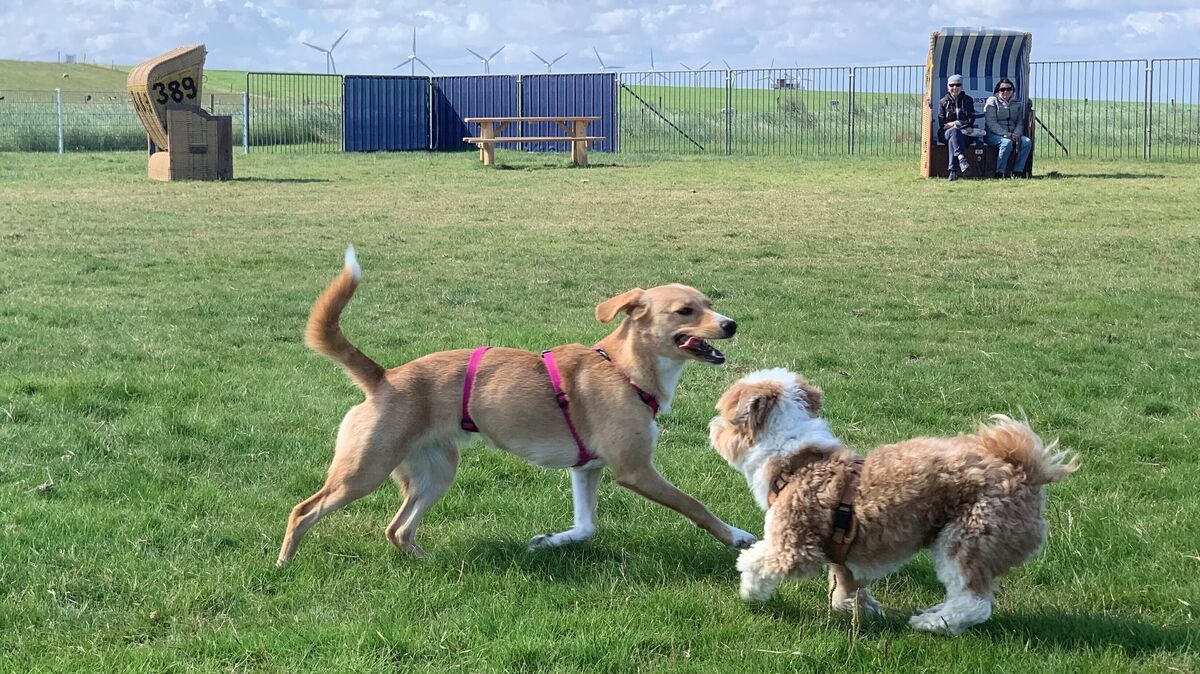 Die zehnmonatige Hündin Clara (l.) tobt auf der Hundefreilauffläche in Dorum-Neufeld.