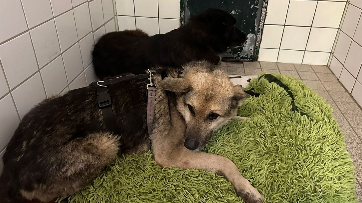 Die beiden Hunde haben nervenaufreibende Stunden hinter sich. Jetzt brauchen sie Hilfe. Foto: Tierheim