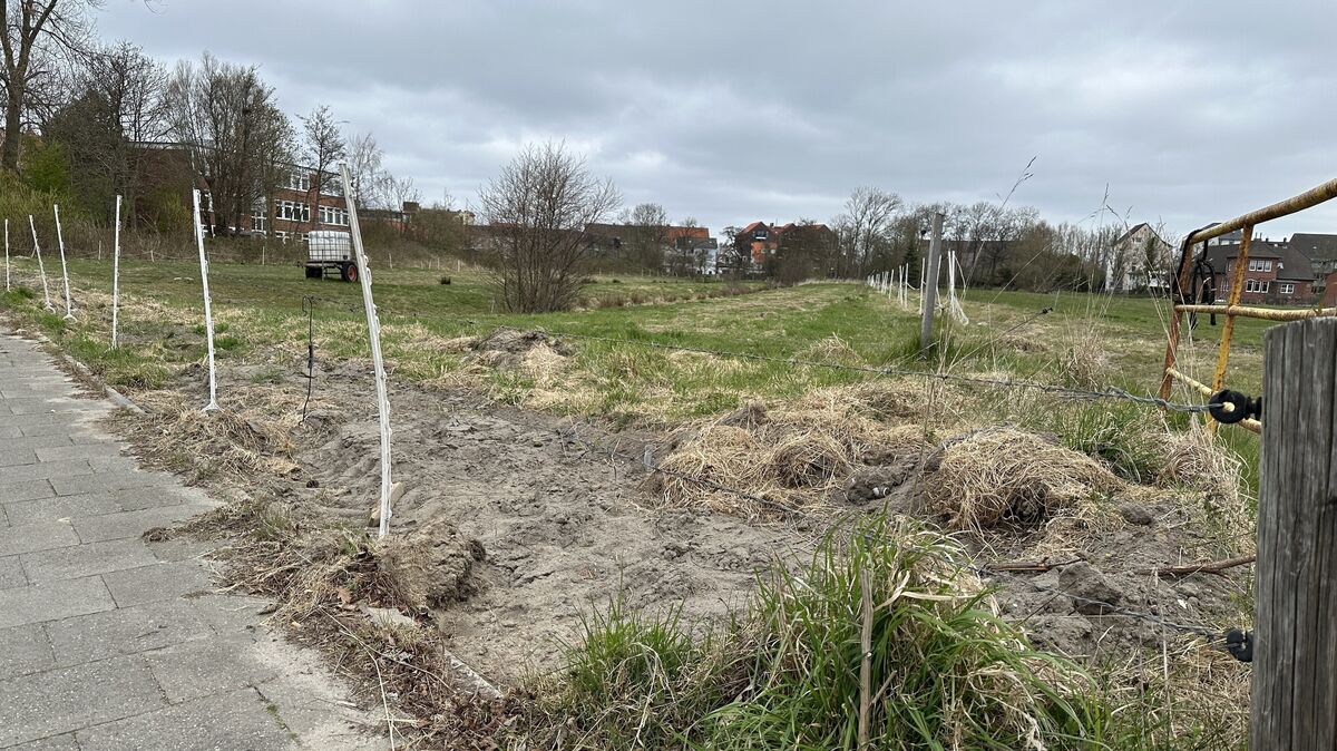 Bevor die Baumaschinen anrücken, wird die Wiese neben der heutigen Schule am Meer noch landwirtschaftlich genutzt. Von der Diskussion zu neuen Förderschulstandorten soll der geplante Umfang des Neubaus in Cuxhaven unberührt bleiben. Foto: Reese-Winne