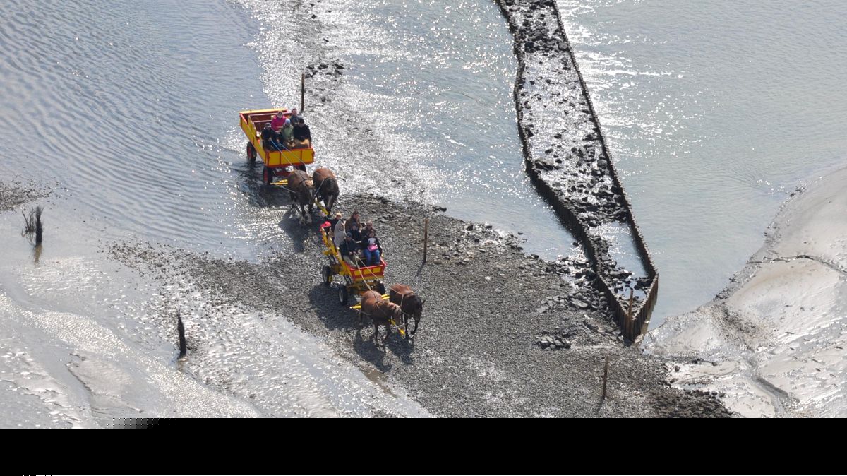 Ein Blick aus der Vogelperspektive auf zwei Gespanne im Wattenmeer vor Cuxhaven. Die Touren in dieser Naturlandschaft sind für Mensch und Tier immer eine Herausforderung. Foto: Schröder