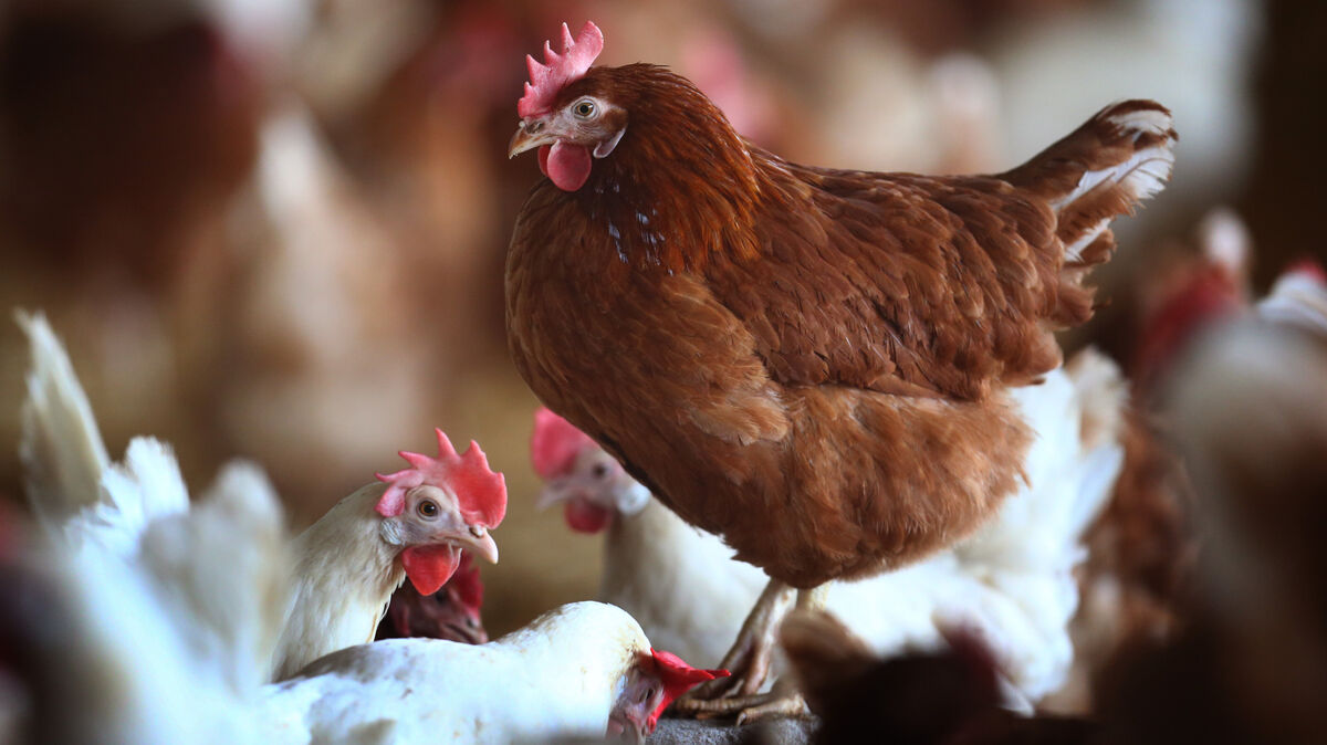 Ab einer bestimmten Zahl an Tieren gilt im Cuxland ab sofort Stallpflicht. Symbolfoto: Karl-Josef Hildenbrand/dpa