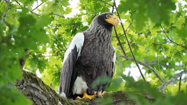 Riesenseeadler treibt weiter sein Unwesen im Kreis Cuxhaven: Herkunft des Vogels klar
